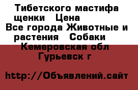  Тибетского мастифа щенки › Цена ­ 10 000 - Все города Животные и растения » Собаки   . Кемеровская обл.,Гурьевск г.